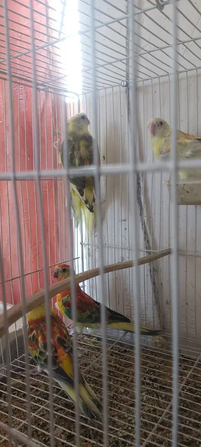 طوطی آوازه خوان|پرنده|اسفراین, |دیوار