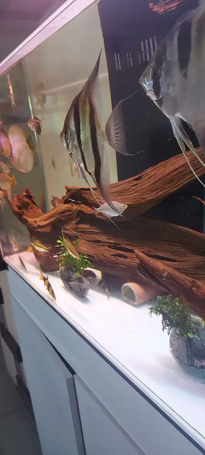 ماهی آنجل آلتوم دیسکس آکواریوم|ماهی|شیراز, کوی قضات|دیوار