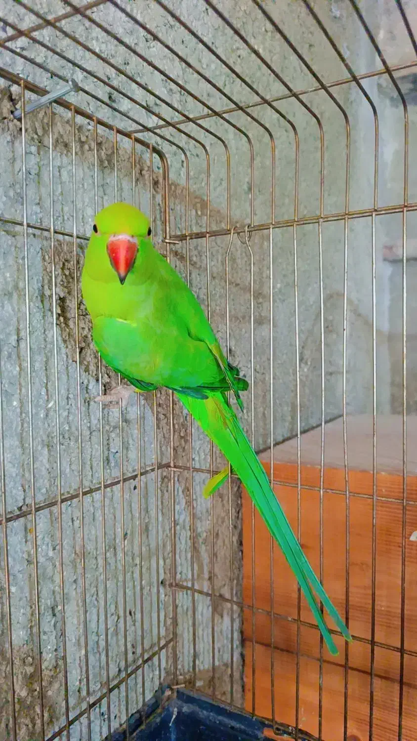 ملنگو مولد|پرنده|ساری, |دیوار