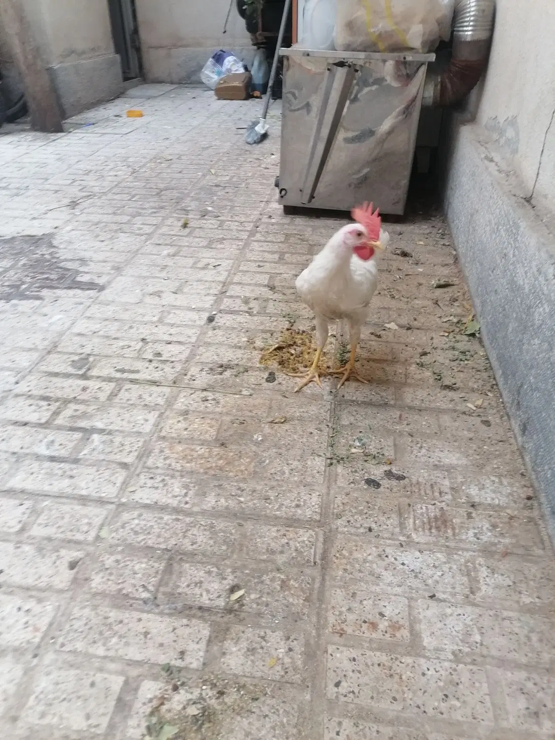 خروس|حیوانات مزرعه|مشهد, مشکینی (شهرک غرب)|دیوار