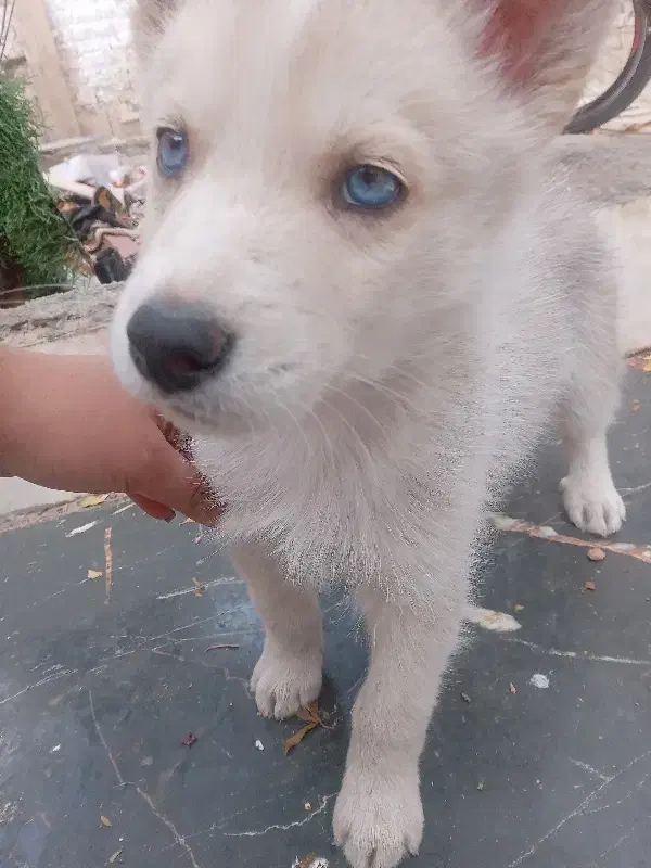 فروش فوری سگ هاسکی|سگ|اصفهان, کوی سپاهان|دیوار