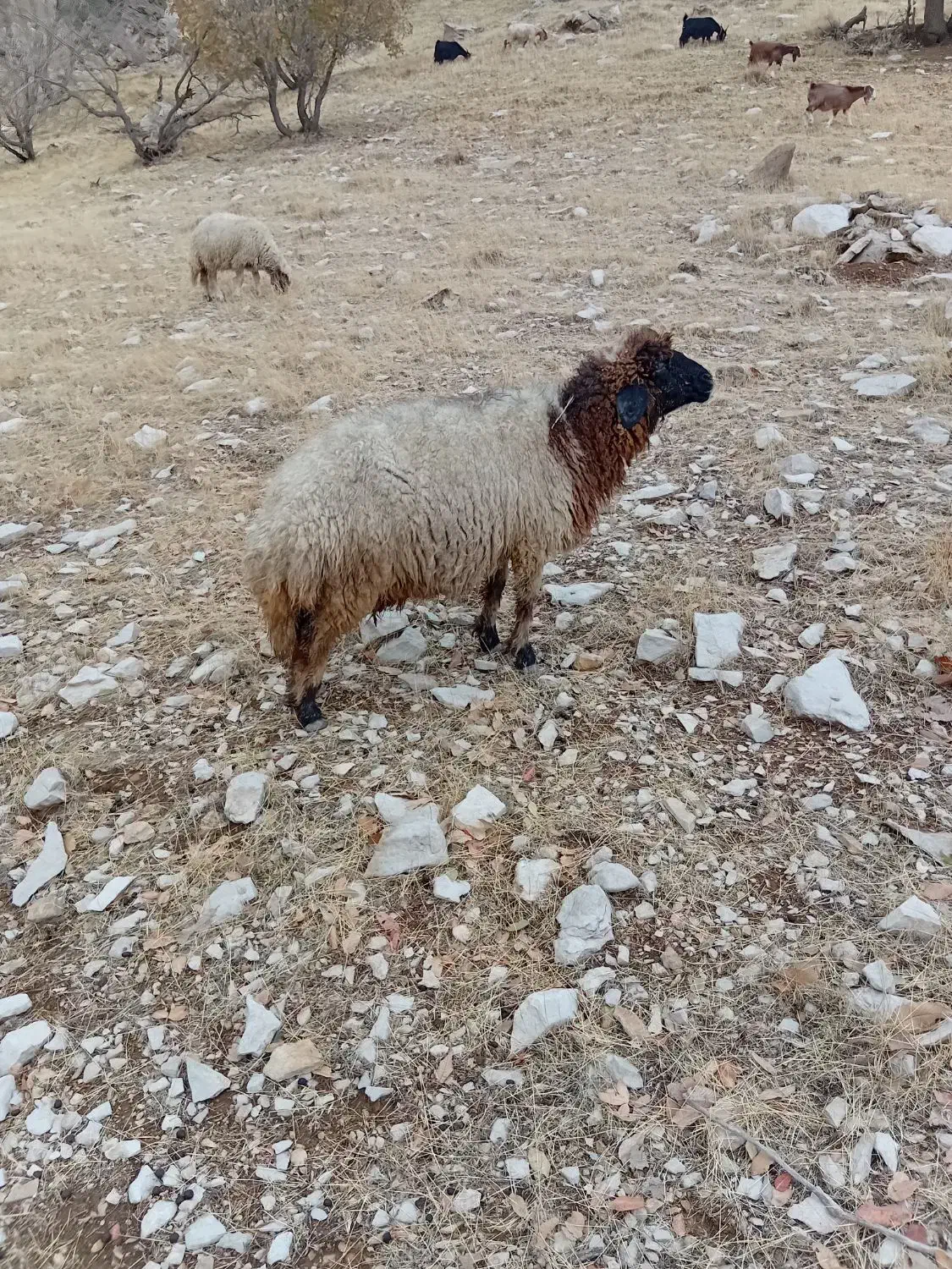 میش|حیوانات مزرعه|چوار, |دیوار