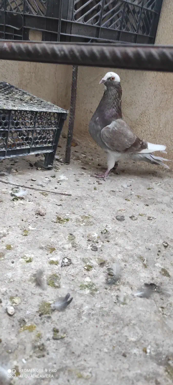 کفتر|پرنده|سپیدان, |دیوار