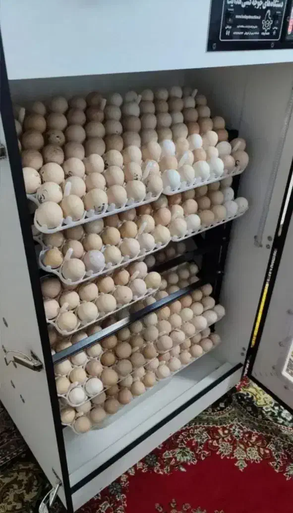 تخم مرغ نطفه دار گوشتی نژاد راس 100درصدباضمانت|حیوانات مزرعه|آزادشهر, |دیوار