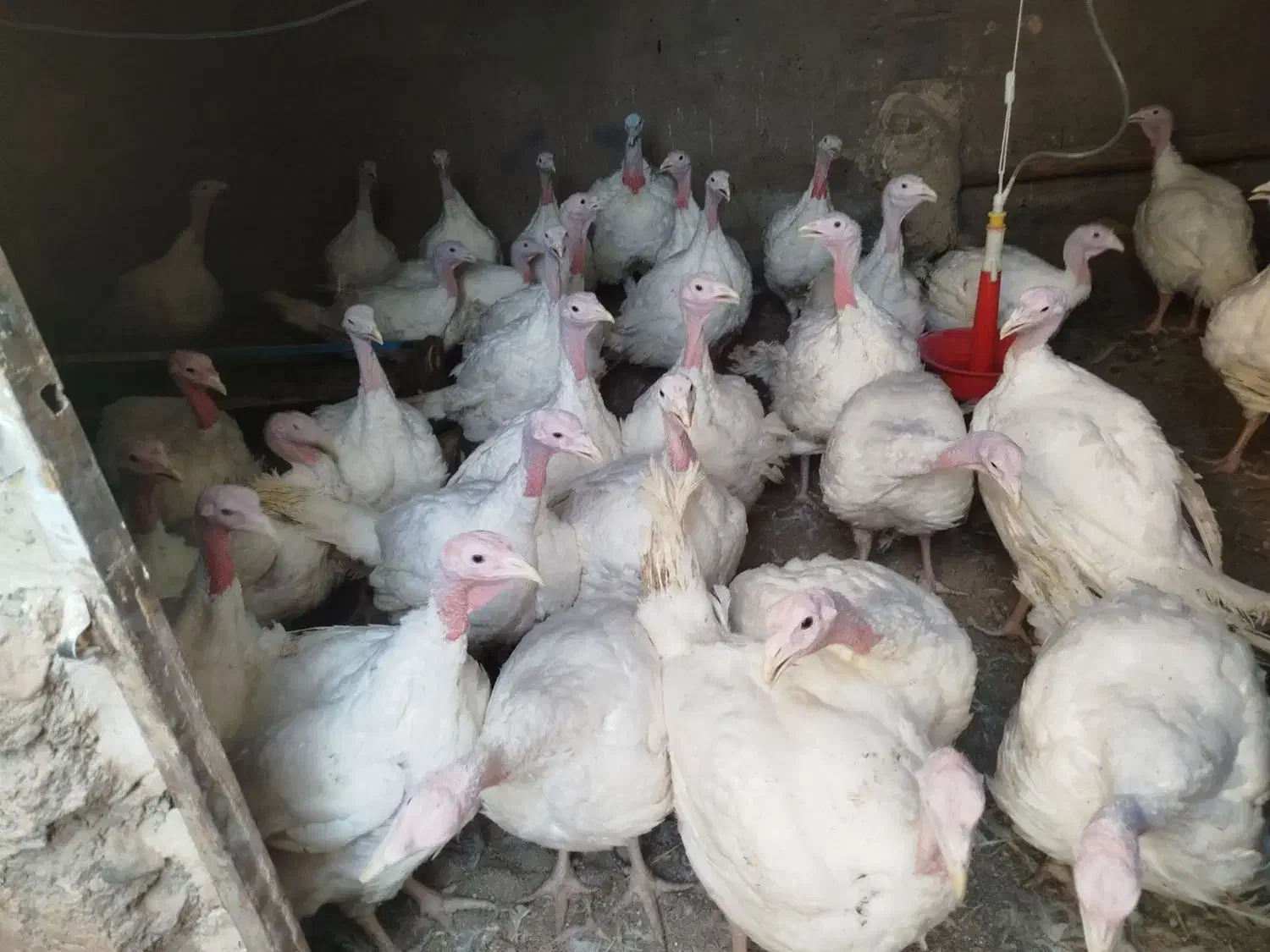 بوقلمون گوشتی (بیوتی)|حیوانات مزرعه|زیرکوه, |دیوار