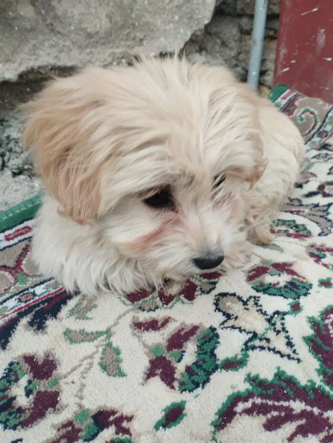 سگ با هوش|سگ|کهریزک, |دیوار