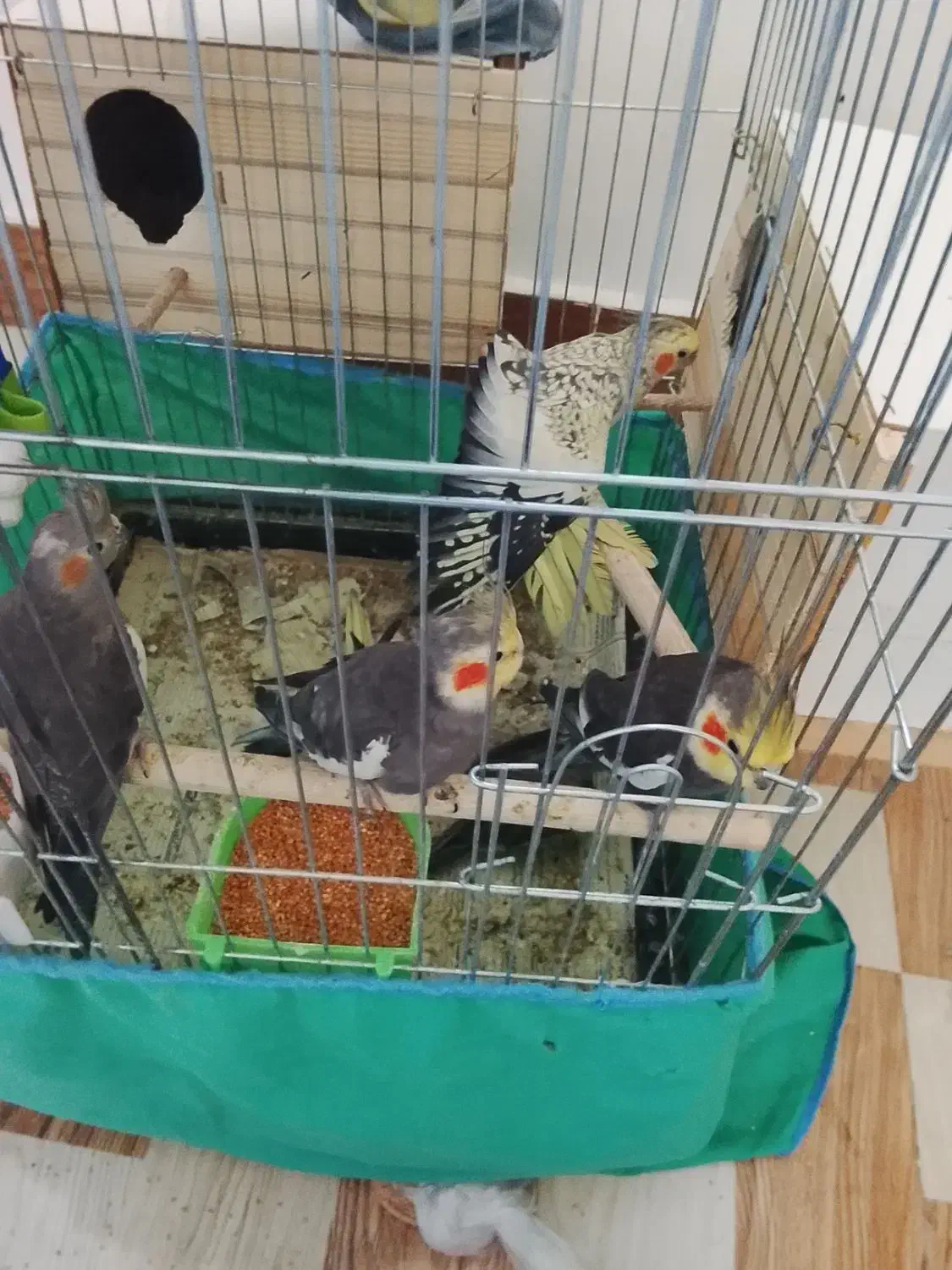 طوطی عروس|پرنده|رشت, حومه رشت|دیوار