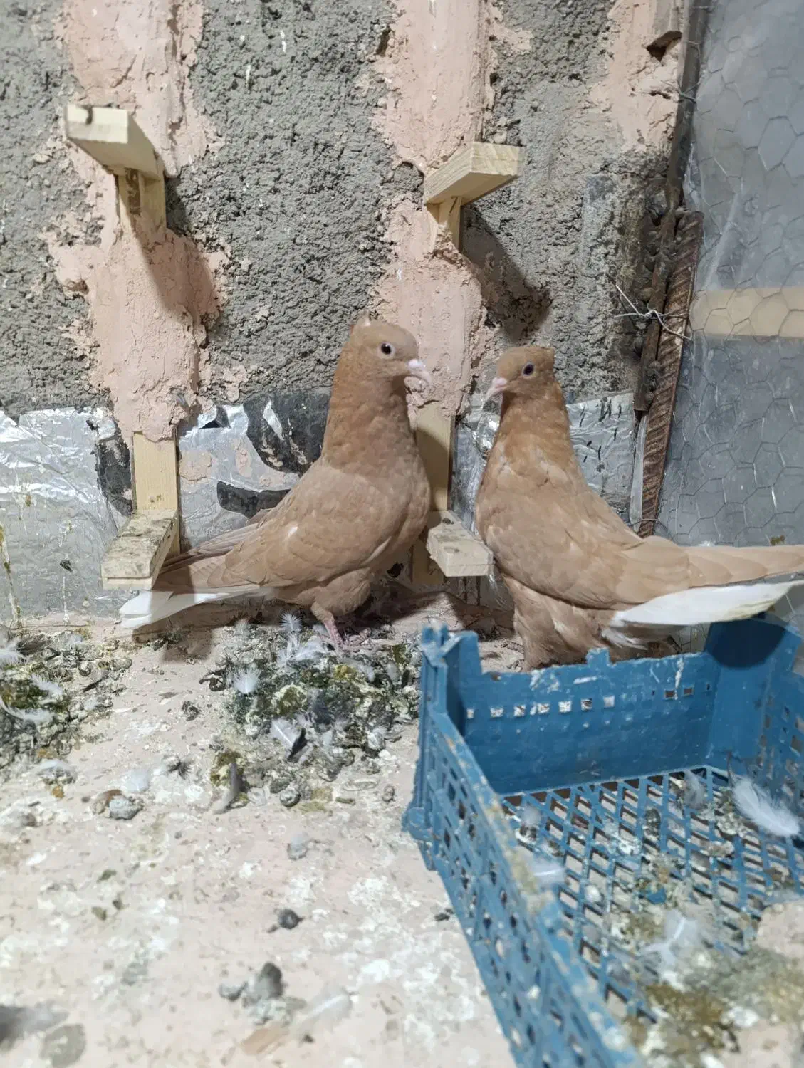 جوانه زردمسفید|پرنده|سبزوار, پاسداران|دیوار