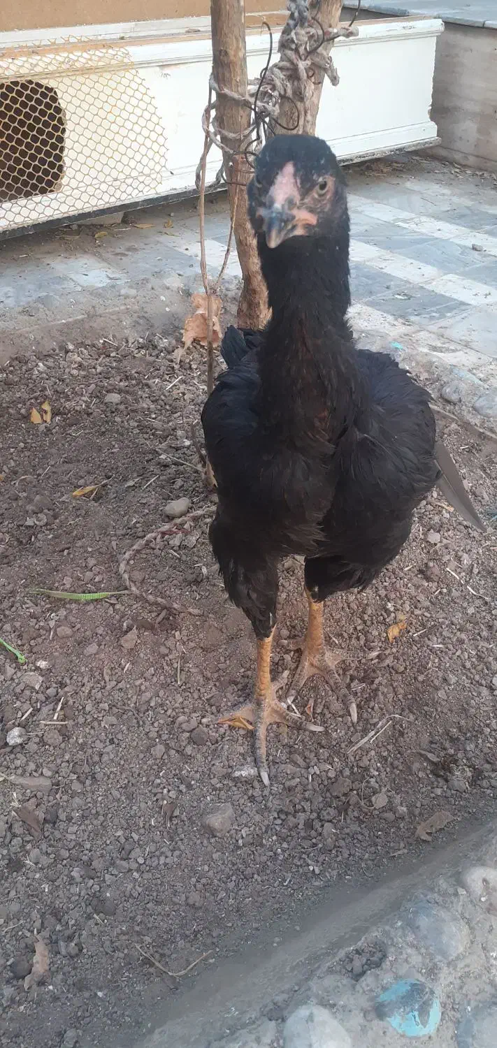 معاوضه مرغ لاری با قناری مست|پرنده|نهاوند, |دیوار