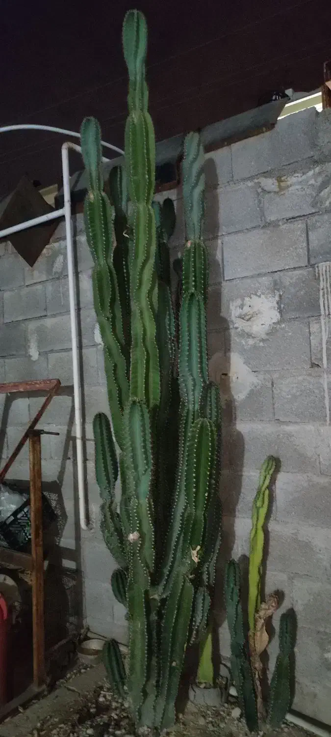 کاکتوس|گل و گیاه طبیعی|بندر کنگان, |دیوار