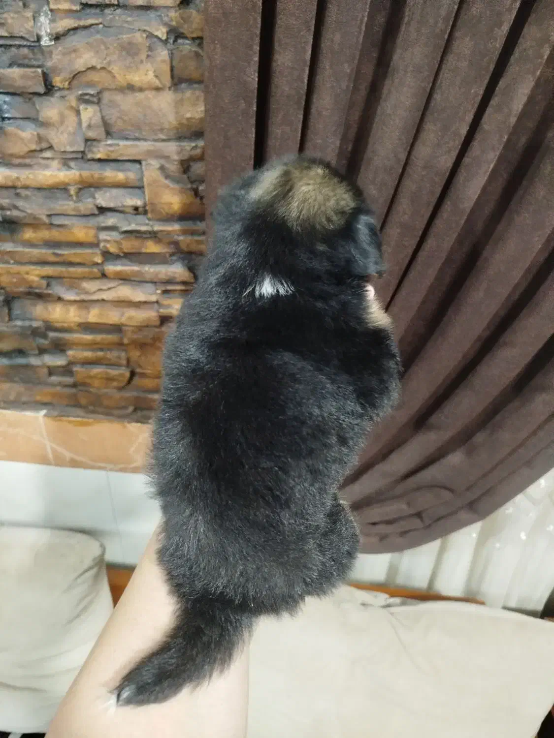 شیتزو  پیکنیز|سگ|گرگان, |دیوار