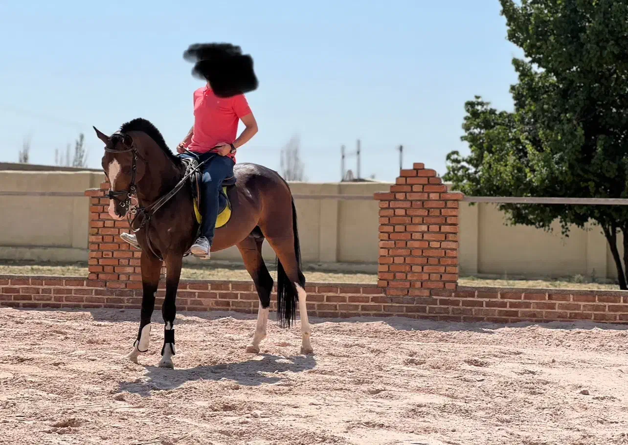 اسب ترکمن|اسب و تجهیزات اسب‌سواری|کرمانشاه, |دیوار