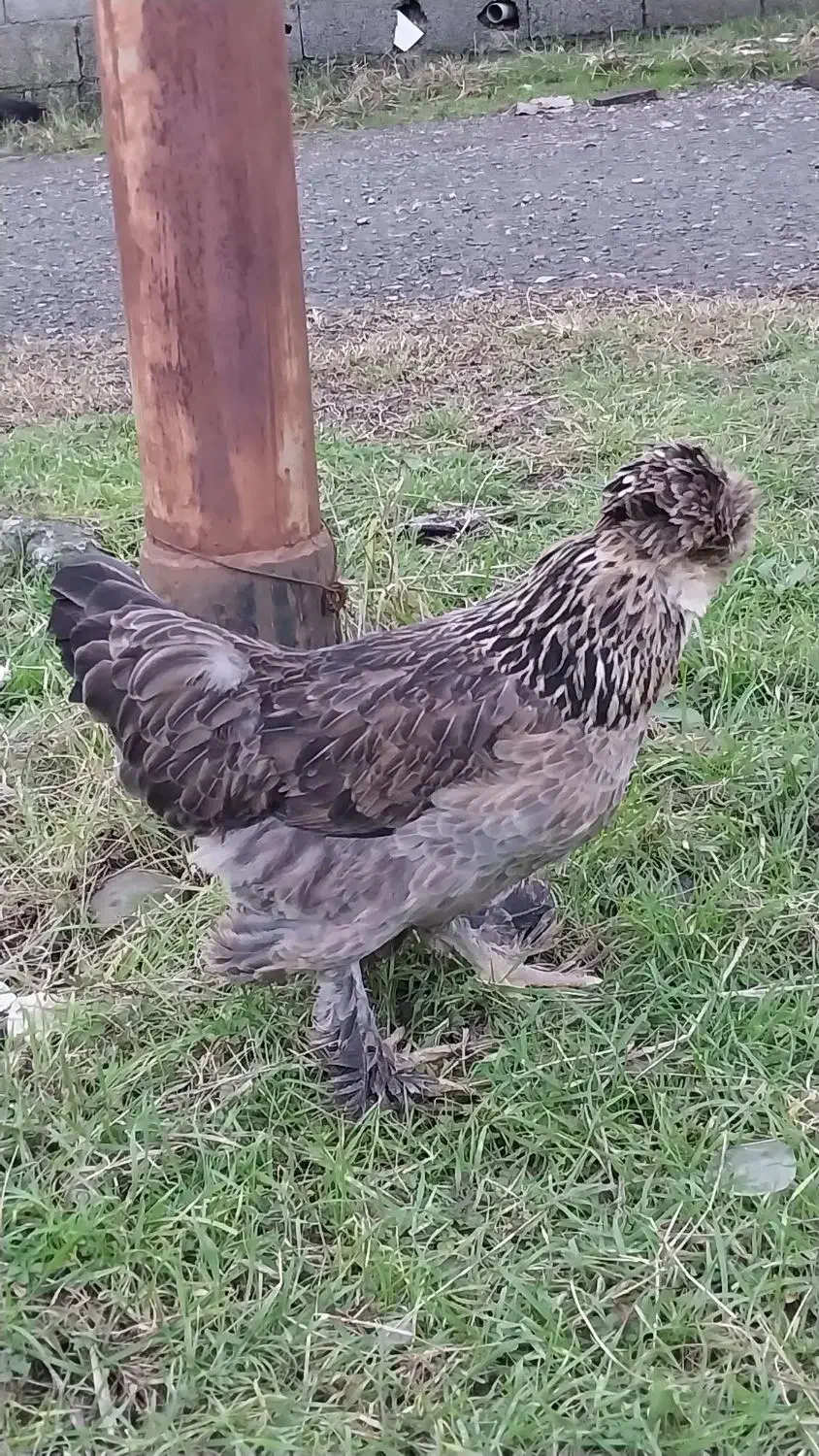 مرغ سلطان و خروس لهستانی|حیوانات مزرعه|پره‌سر, |دیوار