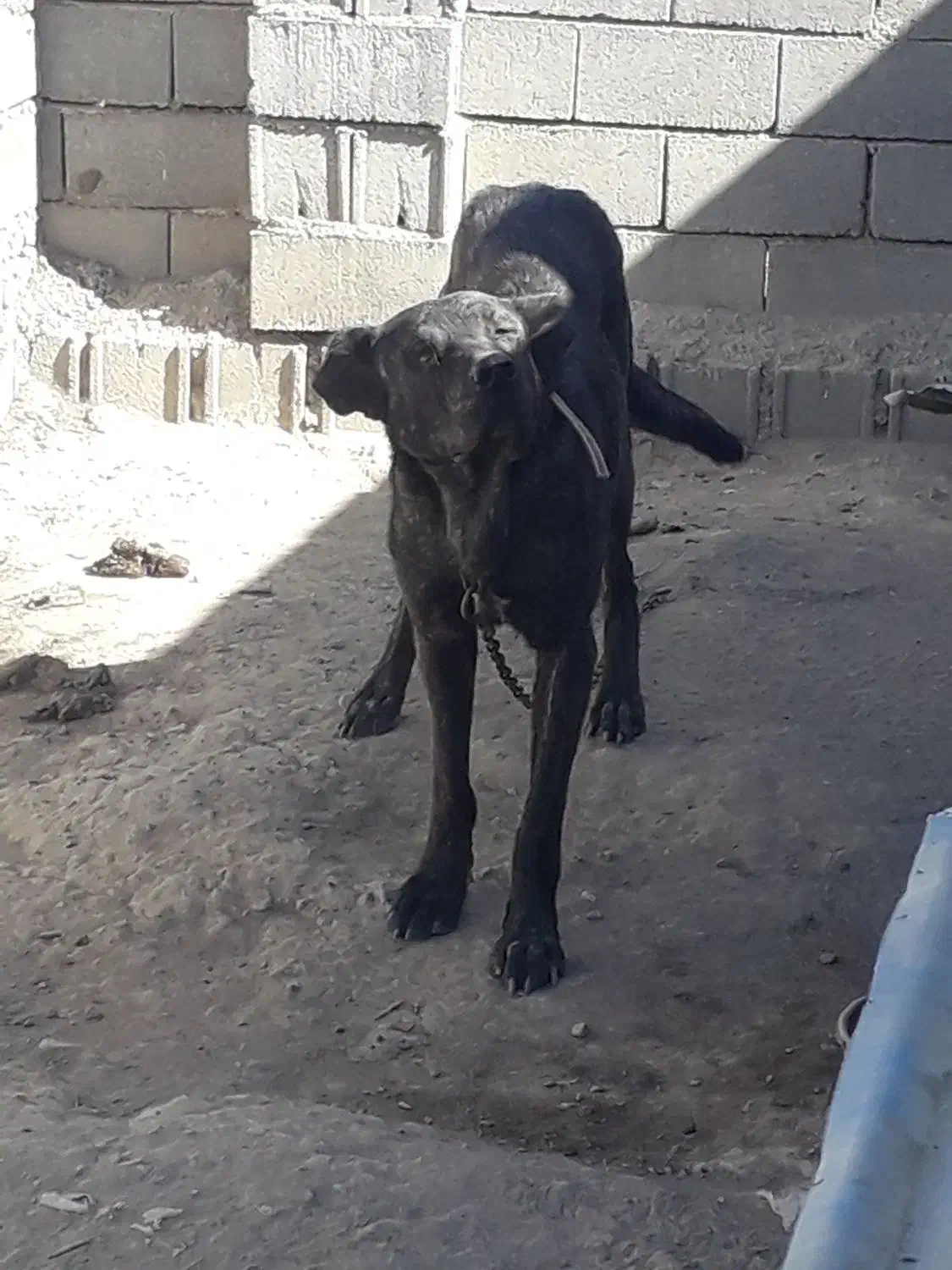 سگ نگهبان وگله|سگ|شبستر, |دیوار