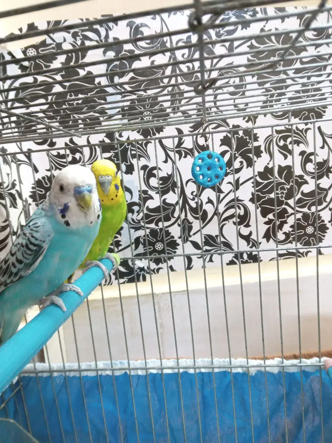 مرغ عشق|پرنده|بروجرد, |دیوار