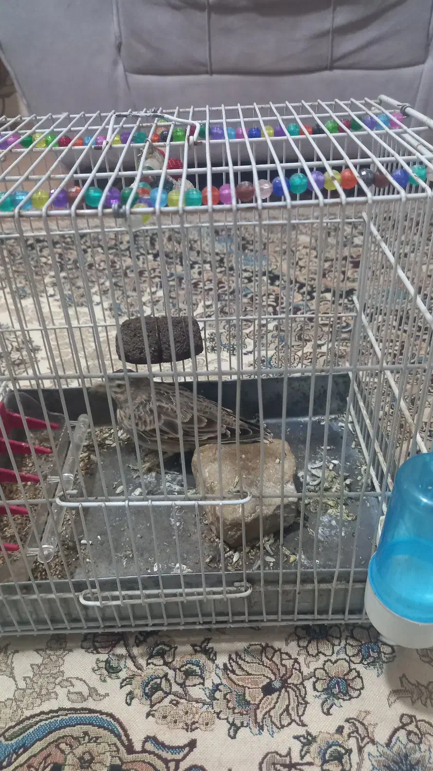 سهره خاکی|ماهی|بجنورد, |دیوار