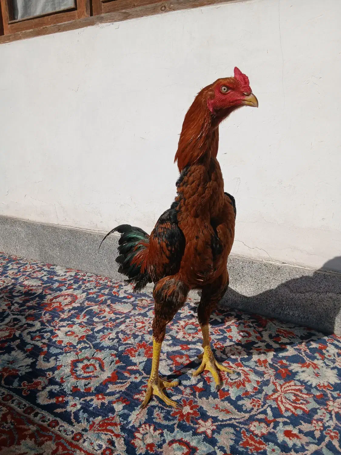 خروس لاری|حیوانات مزرعه|رشت, بیجارپس|دیوار