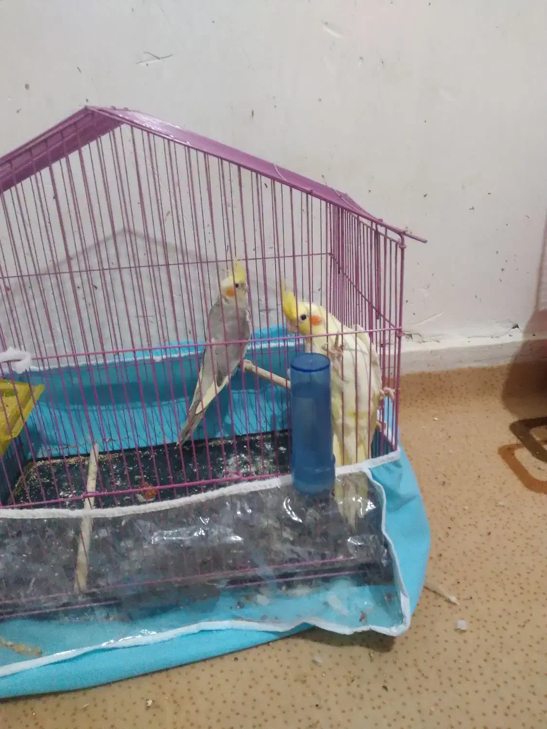 طوطی عروس|پرنده|بهبهان, |دیوار