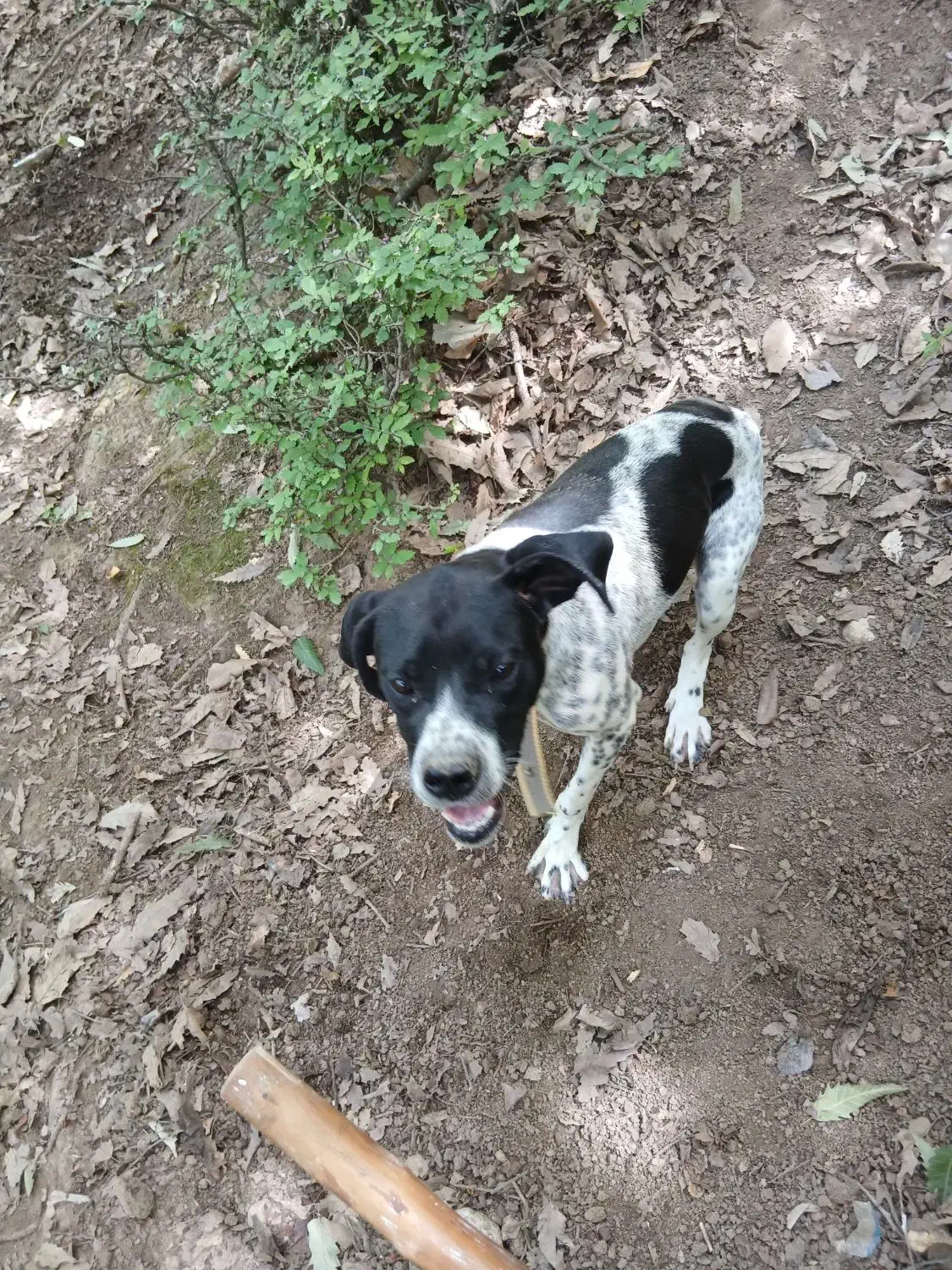 پوینتر انگلیس|سگ|گلی داغ, |دیوار