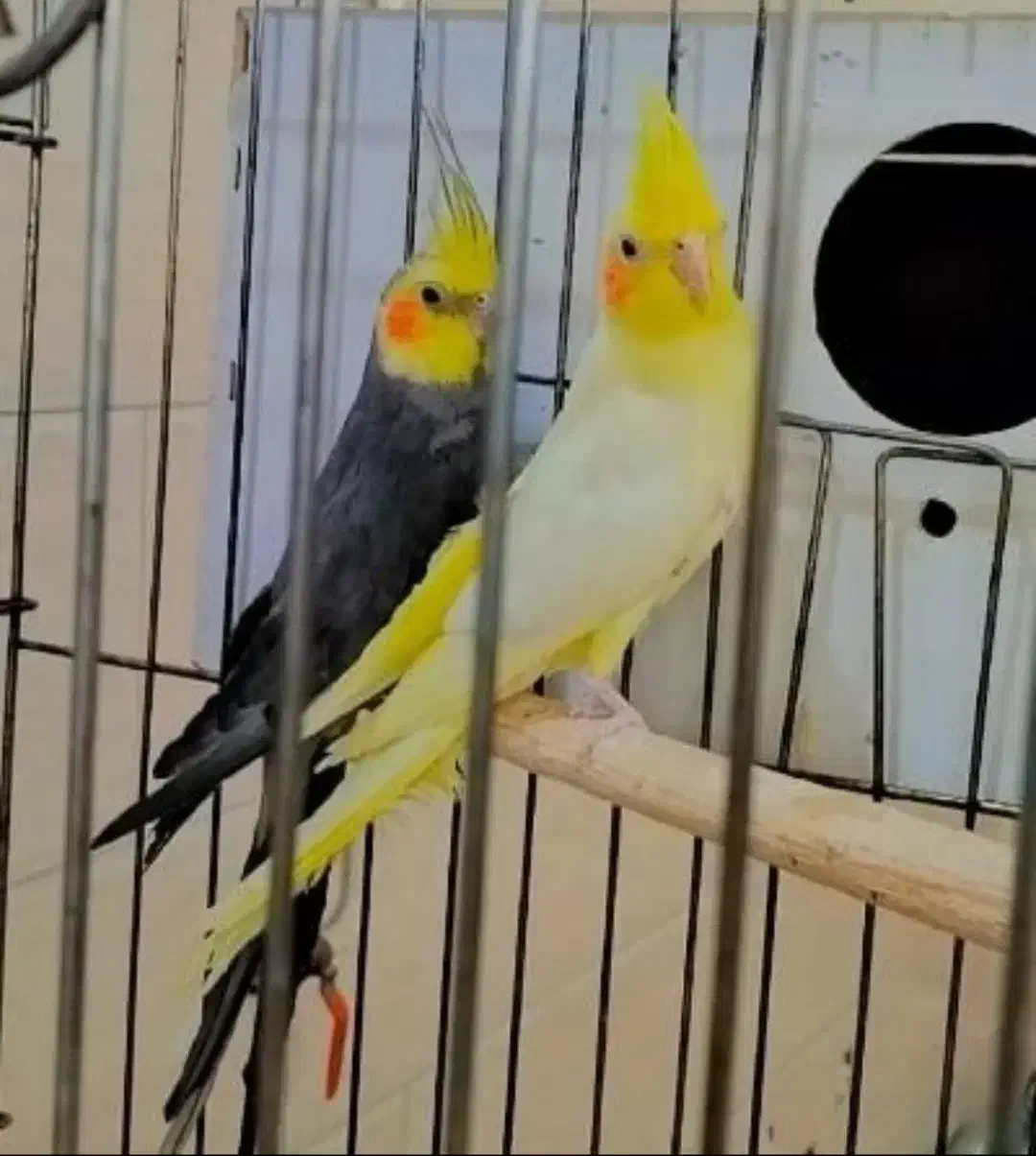 نر عروس هلندی|پرنده|یزد, |دیوار