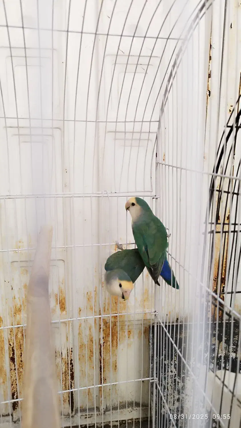 طوطی ملنگو ، برزیلی ، عروس و مرغ عشق|پرنده|ابهر, |دیوار