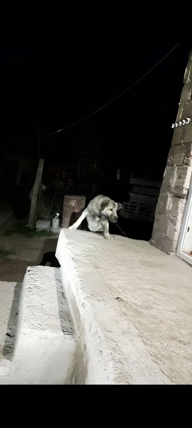 سگ سرابی یک ساله|سگ|اهر, |دیوار