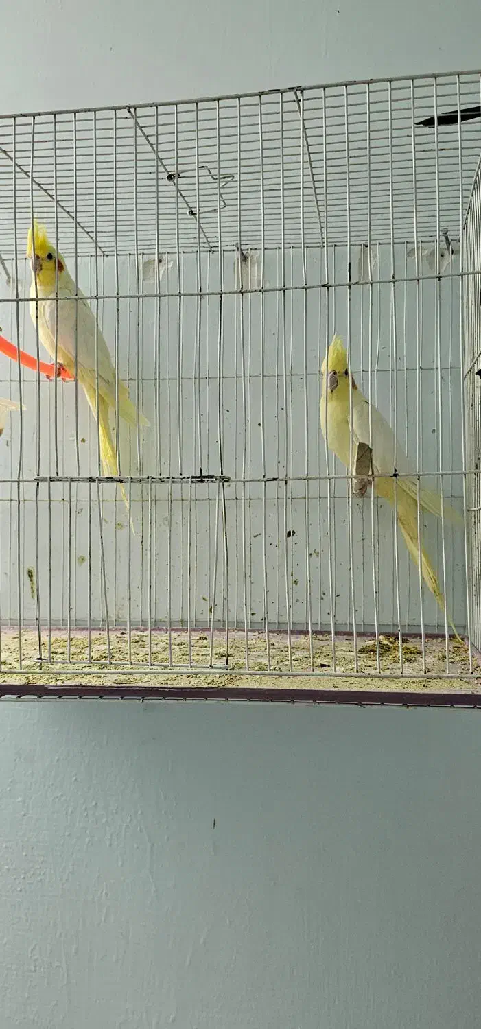 عروس هلندی|پرنده|تربت جام, المهدی|دیوار