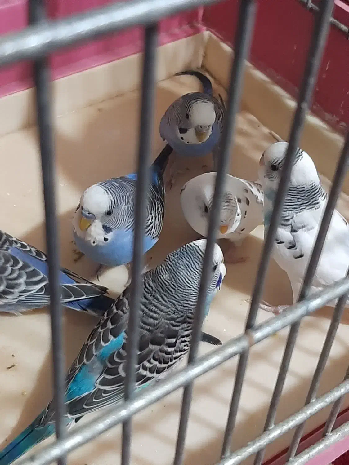 مرغ عشق|پرنده|قزوین, |دیوار