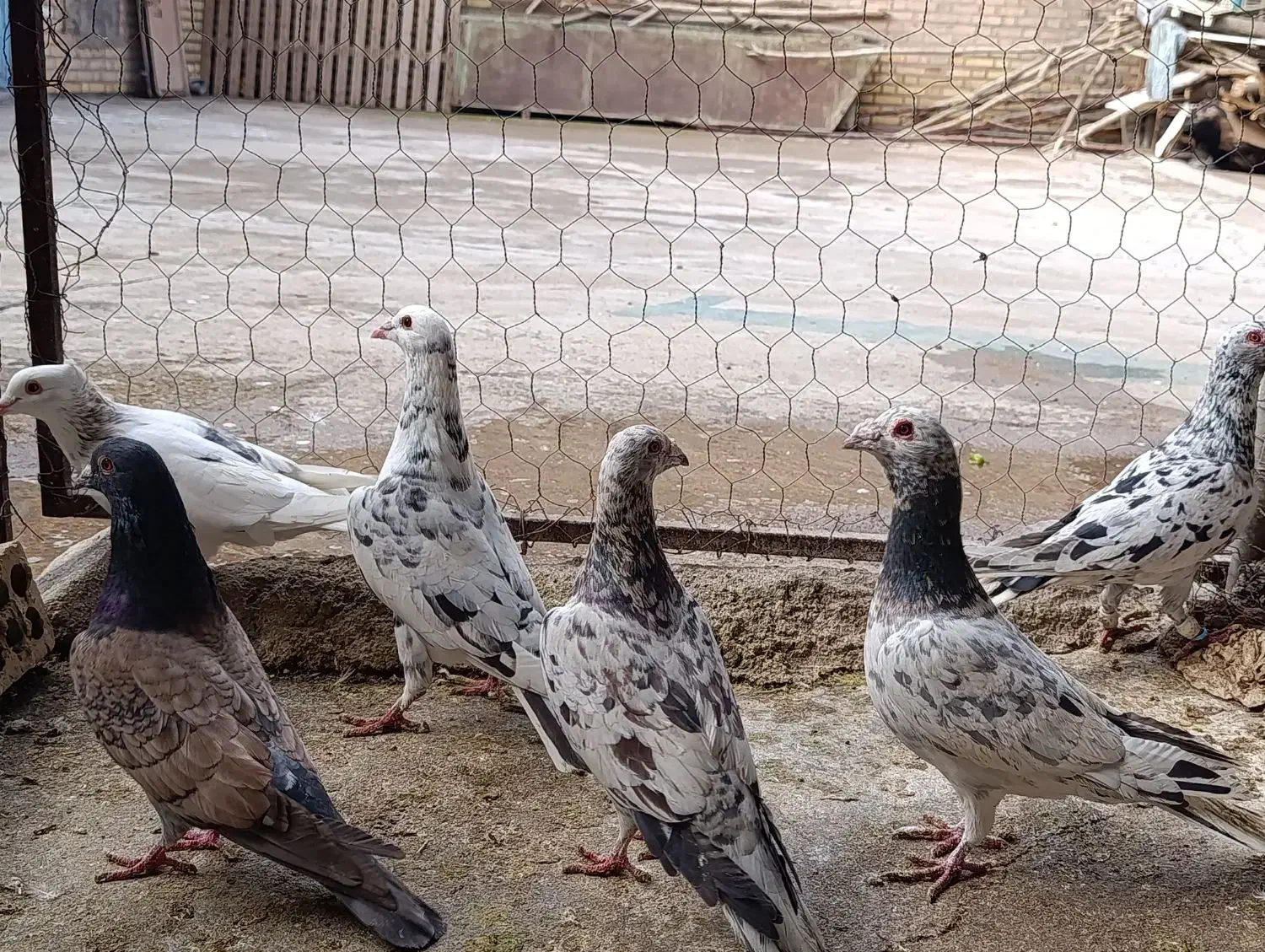 پرنده|پرنده|شوشتر, |دیوار