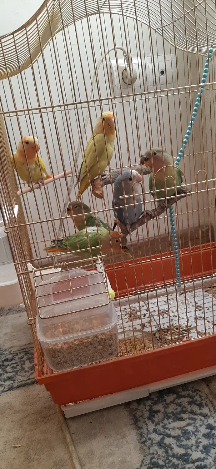 طوطی برزیلی|پرنده|تهران, جنتآباد مرکزی|دیوار