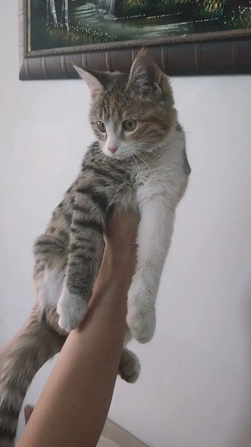 گربه خاکستری طوسی|گربه|اسفراین, |دیوار