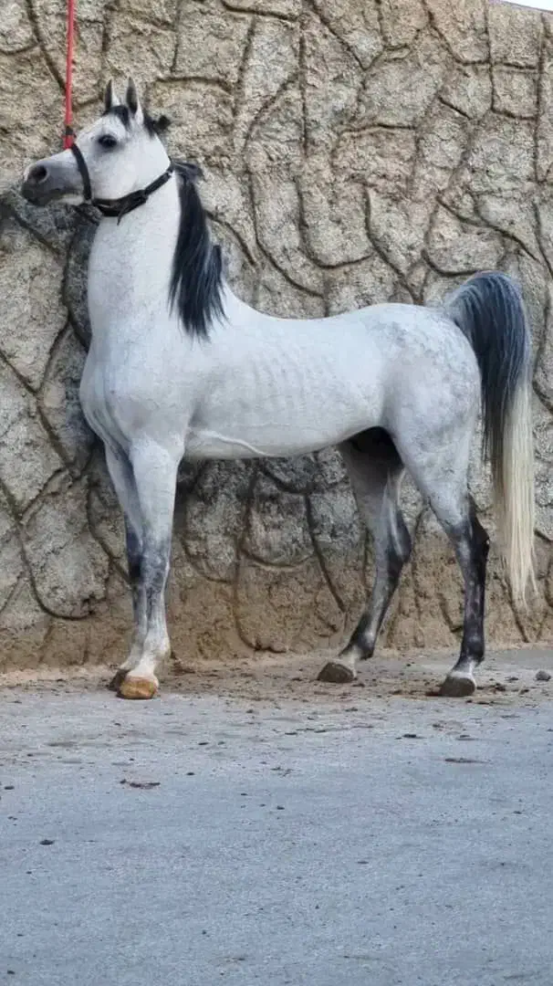 سیلمی بن ساروخ|اسب و تجهیزات اسب‌سواری|اهر, |دیوار