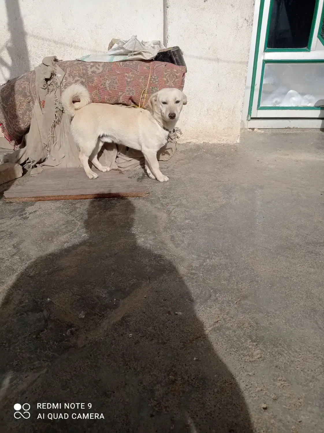 سگ پا کوتاه|سگ|کرمانشاه, |دیوار