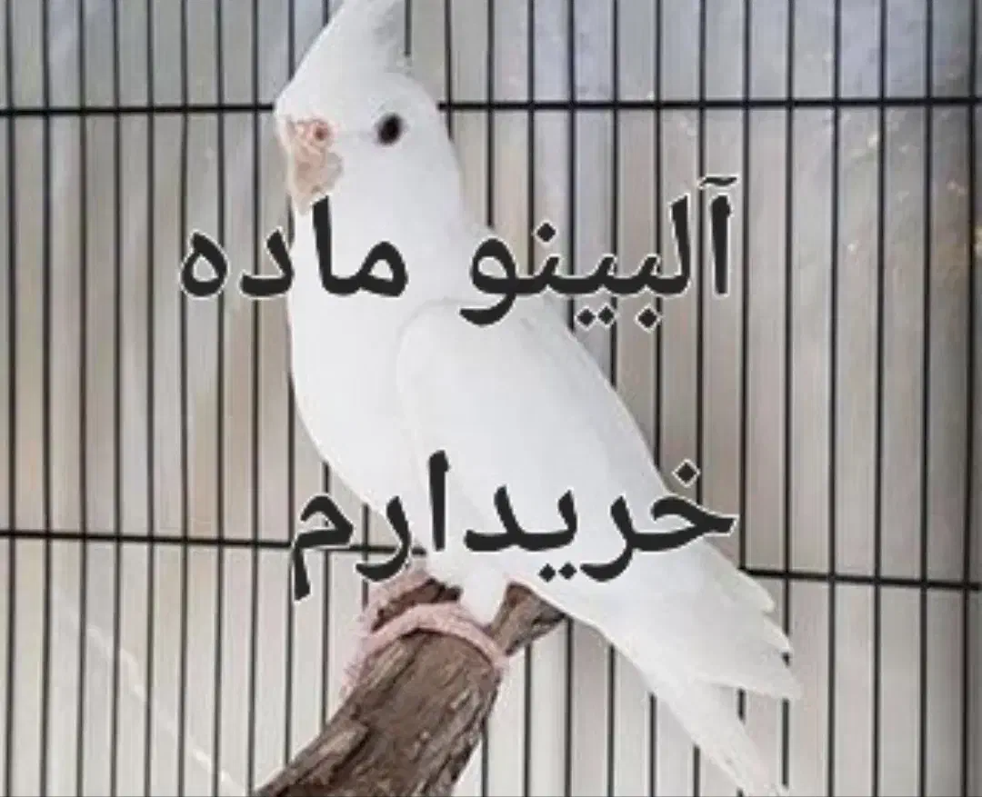 آلبینو ماده بالغ بالغ|پرنده|ایرانشهر, |دیوار