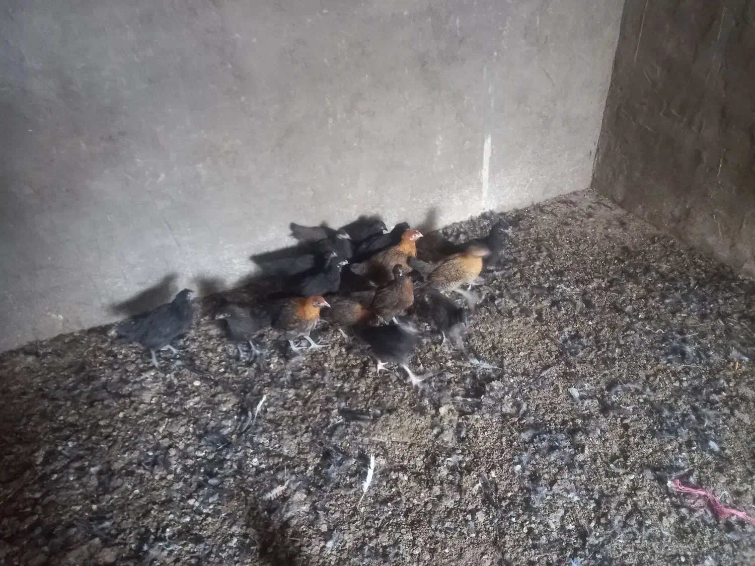 باسلام فروش جوجه مرغ به فروش میرسد|حیوانات مزرعه|اردکان, |دیوار