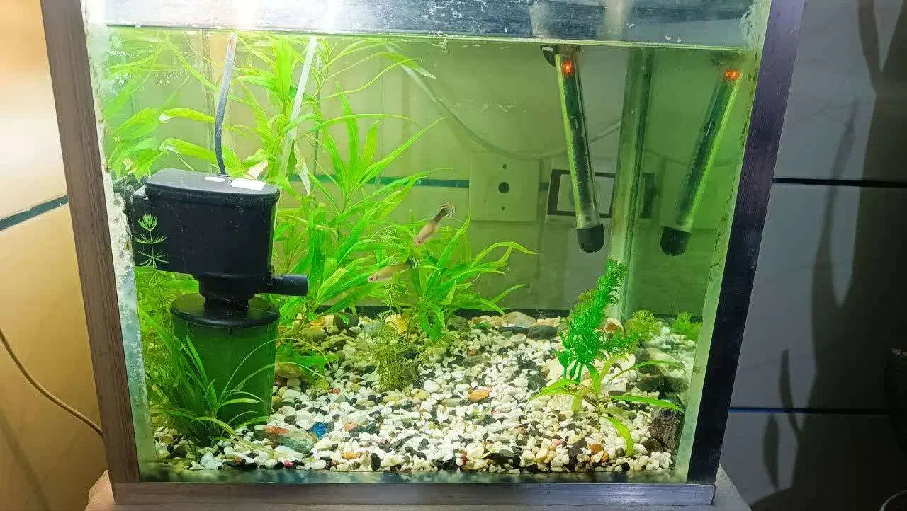 آکواریوم کامل|ماهی|زنجان, |دیوار