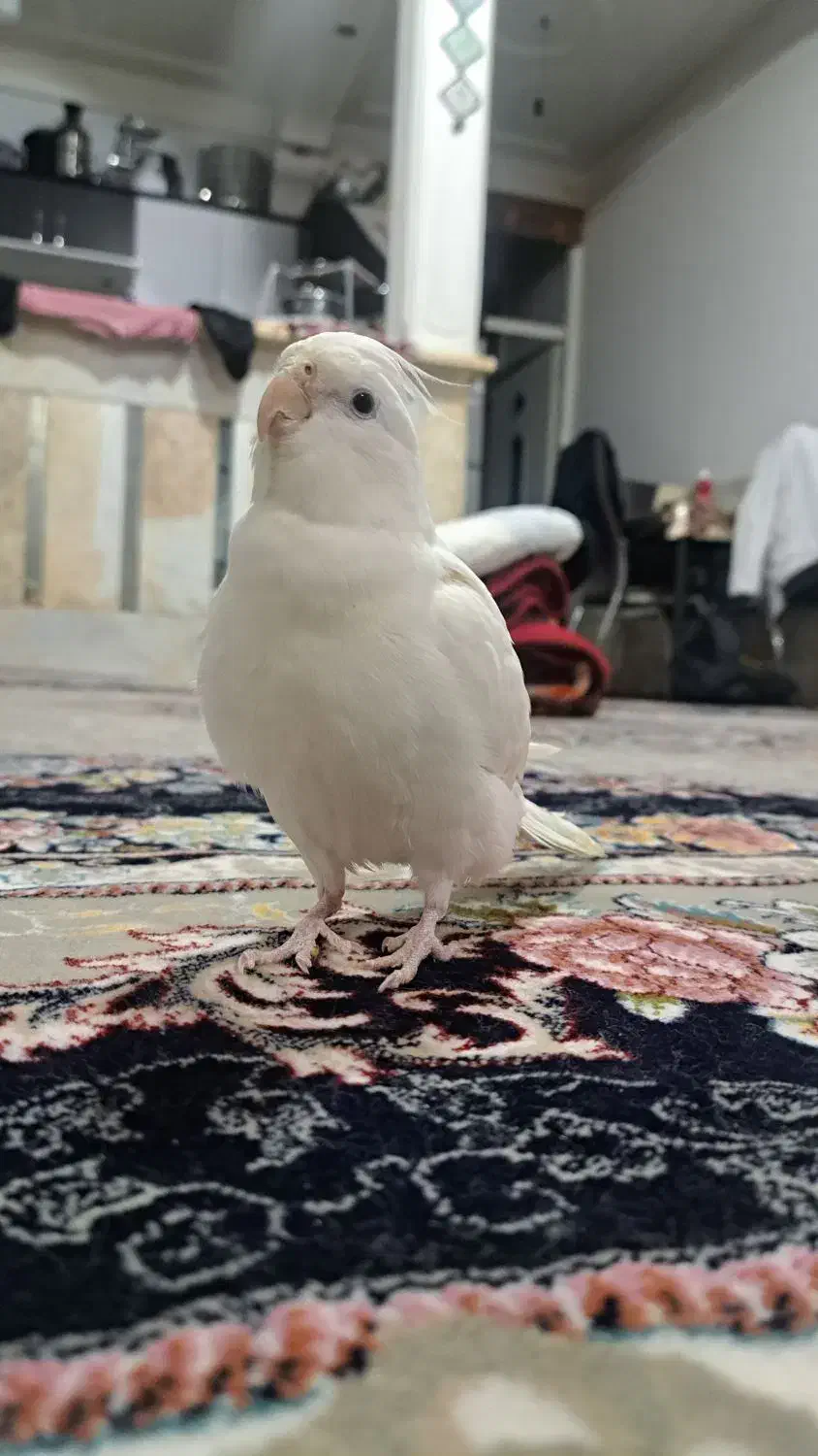 عروس آلبینو بالغ ماده دستی|پرنده|قم, نوبهار|دیوار