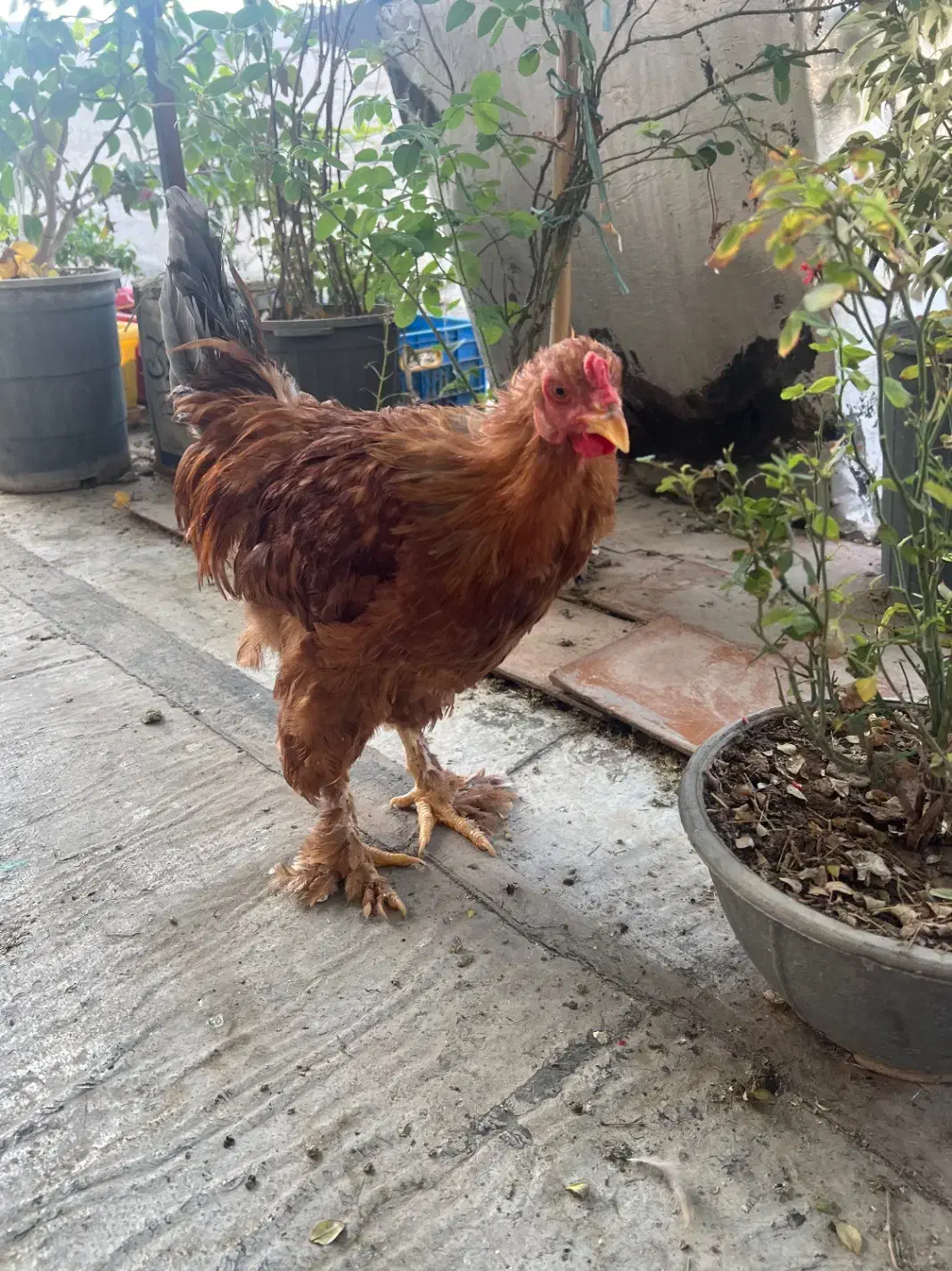 خروس برهما فقط معاوضه|حیوانات مزرعه|تهران, بازار|دیوار