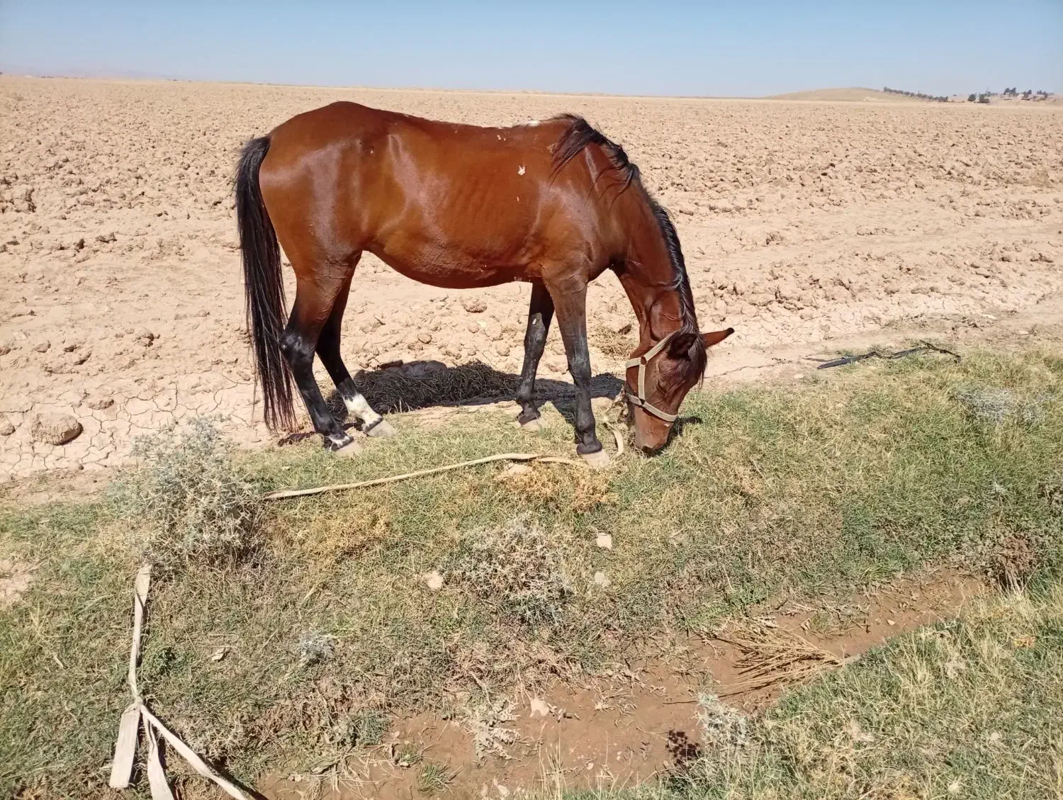 اسب مادیون|اسب و تجهیزات اسب‌سواری|شیروان (خراسان), |دیوار