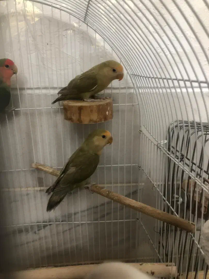 جوجه برزیلی|پرنده|محلات, |دیوار