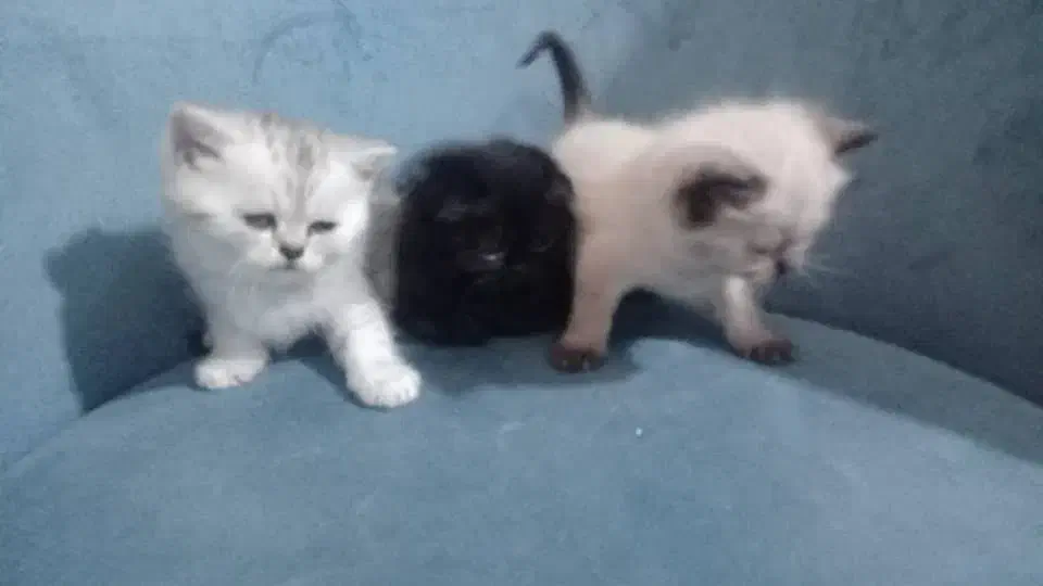 بچه گربه|گربه|کرج, عظیمیه|دیوار