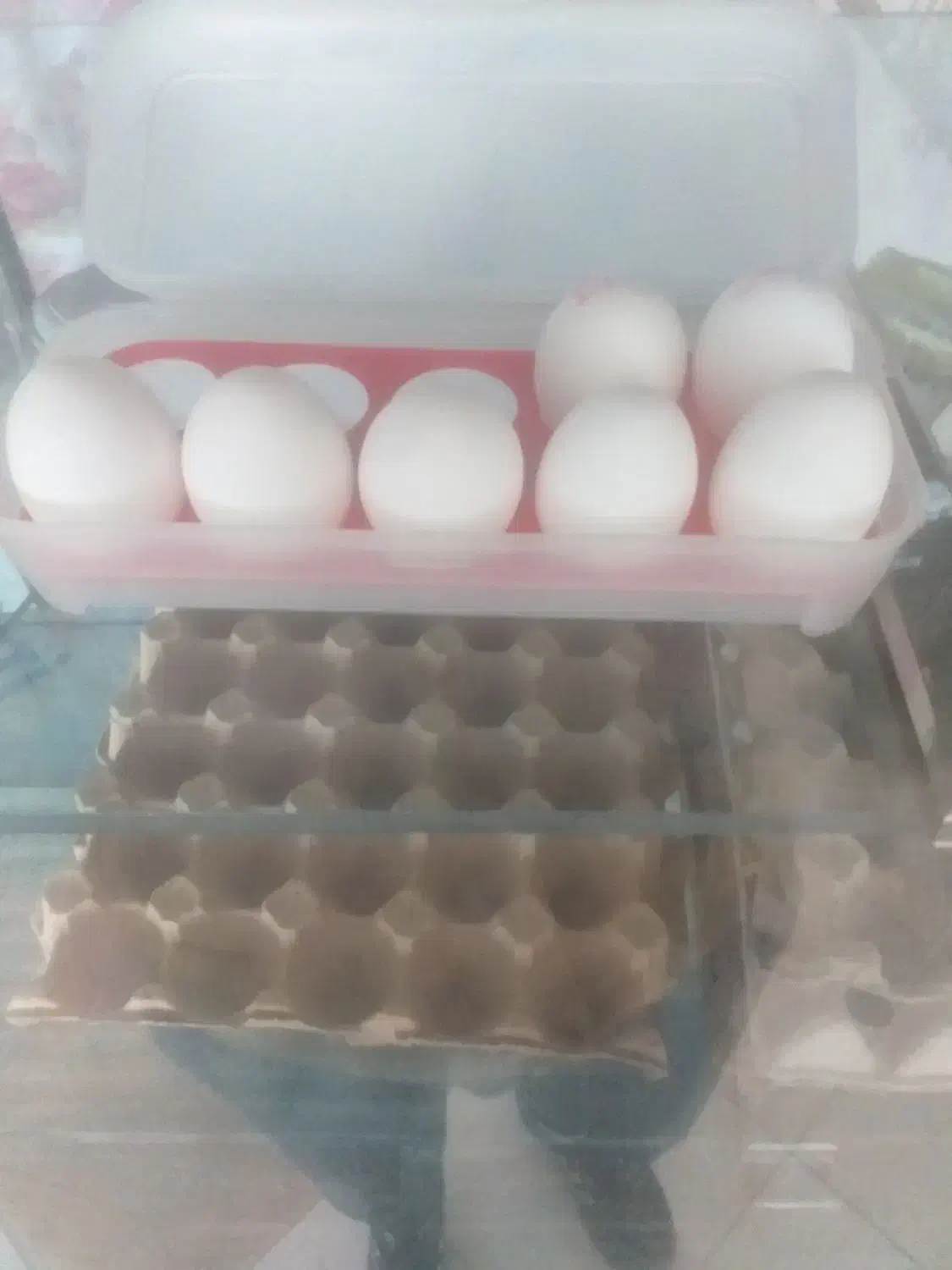 تولید تخم مرغ ، مرغ محلی|حیوانات مزرعه|طاهرگوراب, |دیوار