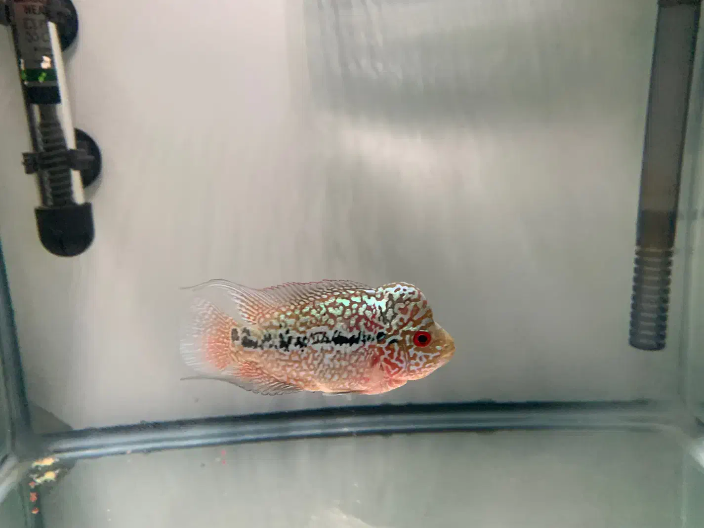 فلاور کامفا f2|ماهی|تهران, فلسطین (میدان انقلاب)|دیوار