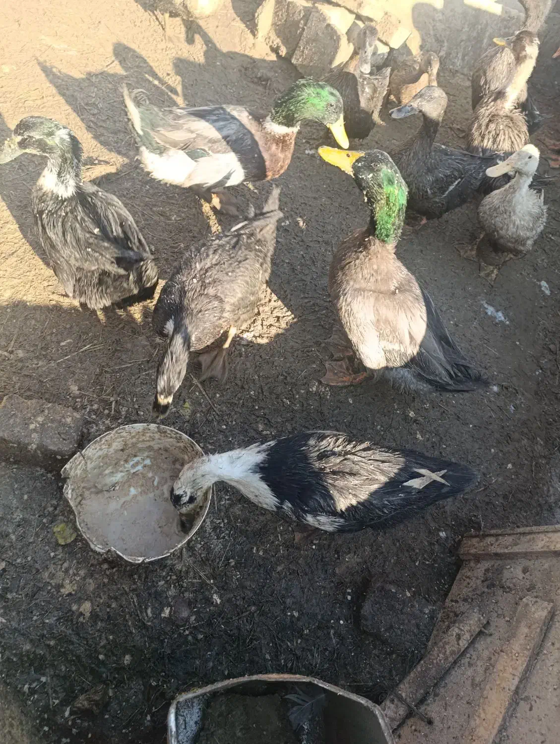 اردک چاق تخمگذار . جوان .زیر قیمت بازار .|حیوانات مزرعه|چناران, |دیوار