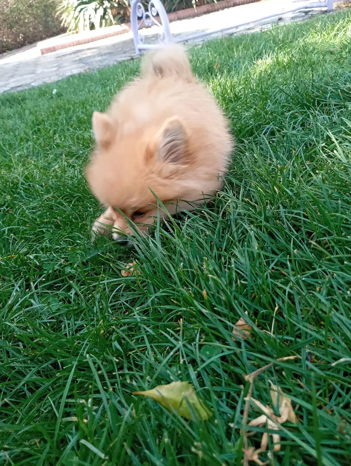 پامر خرسی|سگ|مشهد, فاطمیه|دیوار