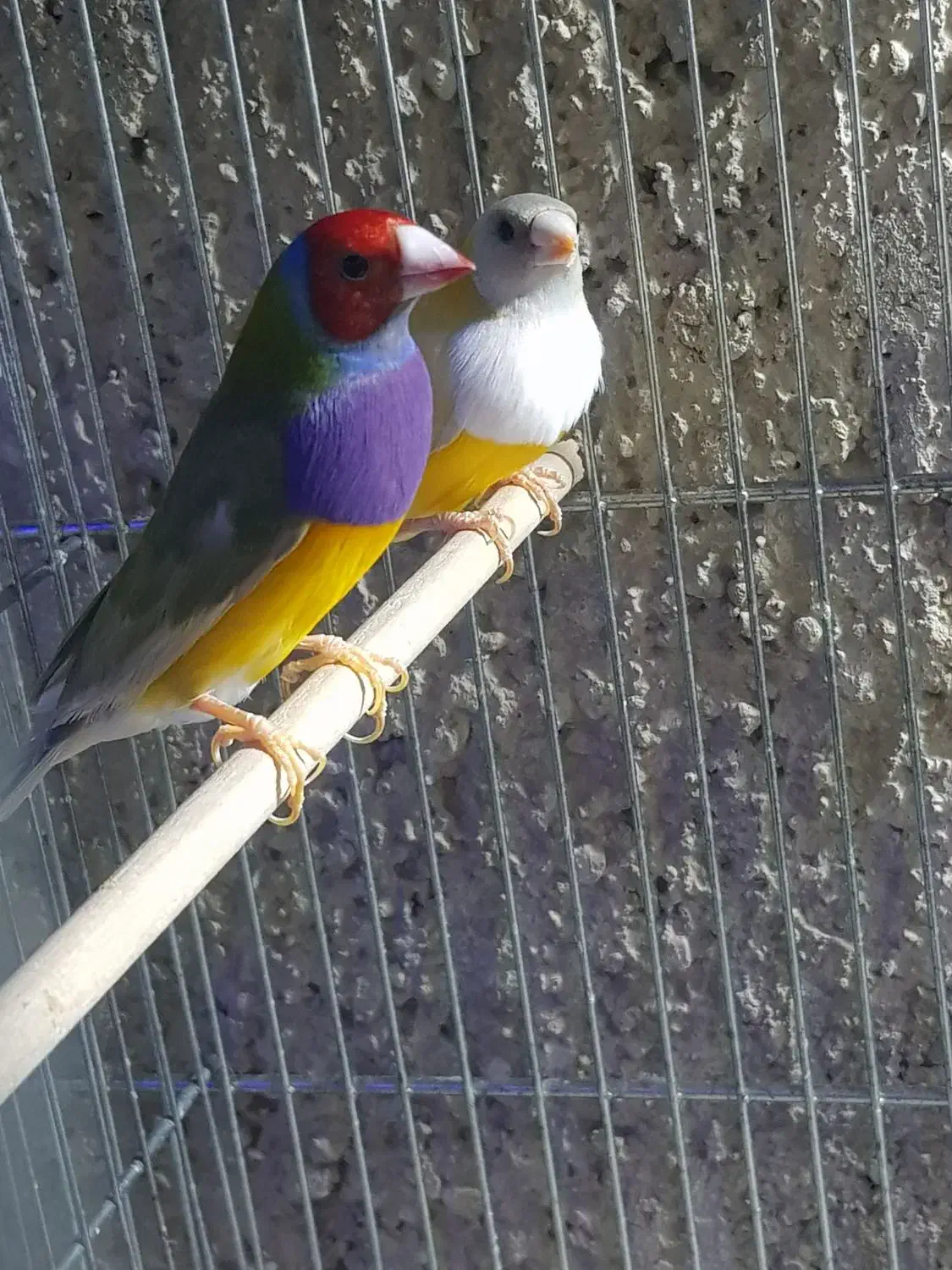 انواع فنچ|پرنده|برازجان, |دیوار