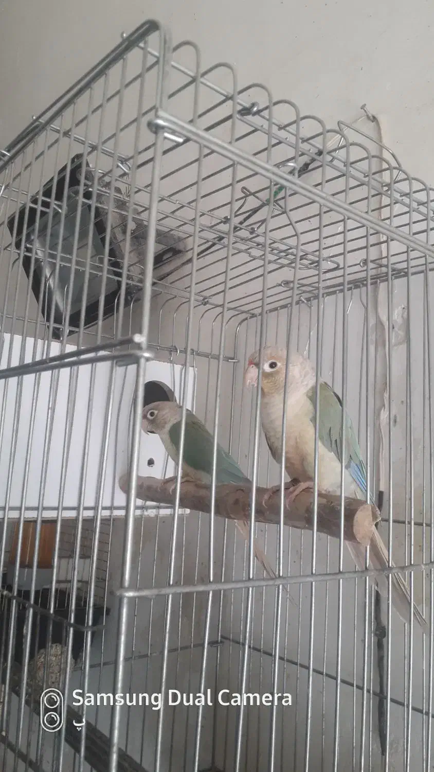 گرنچیک مولد|پرنده|آران و بیدگل, |دیوار