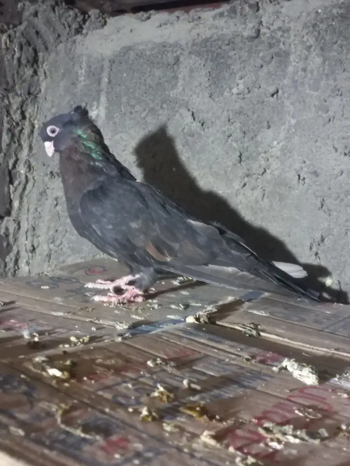 کبوترصرب ماده فروشی|پرنده|جیرفت, |دیوار