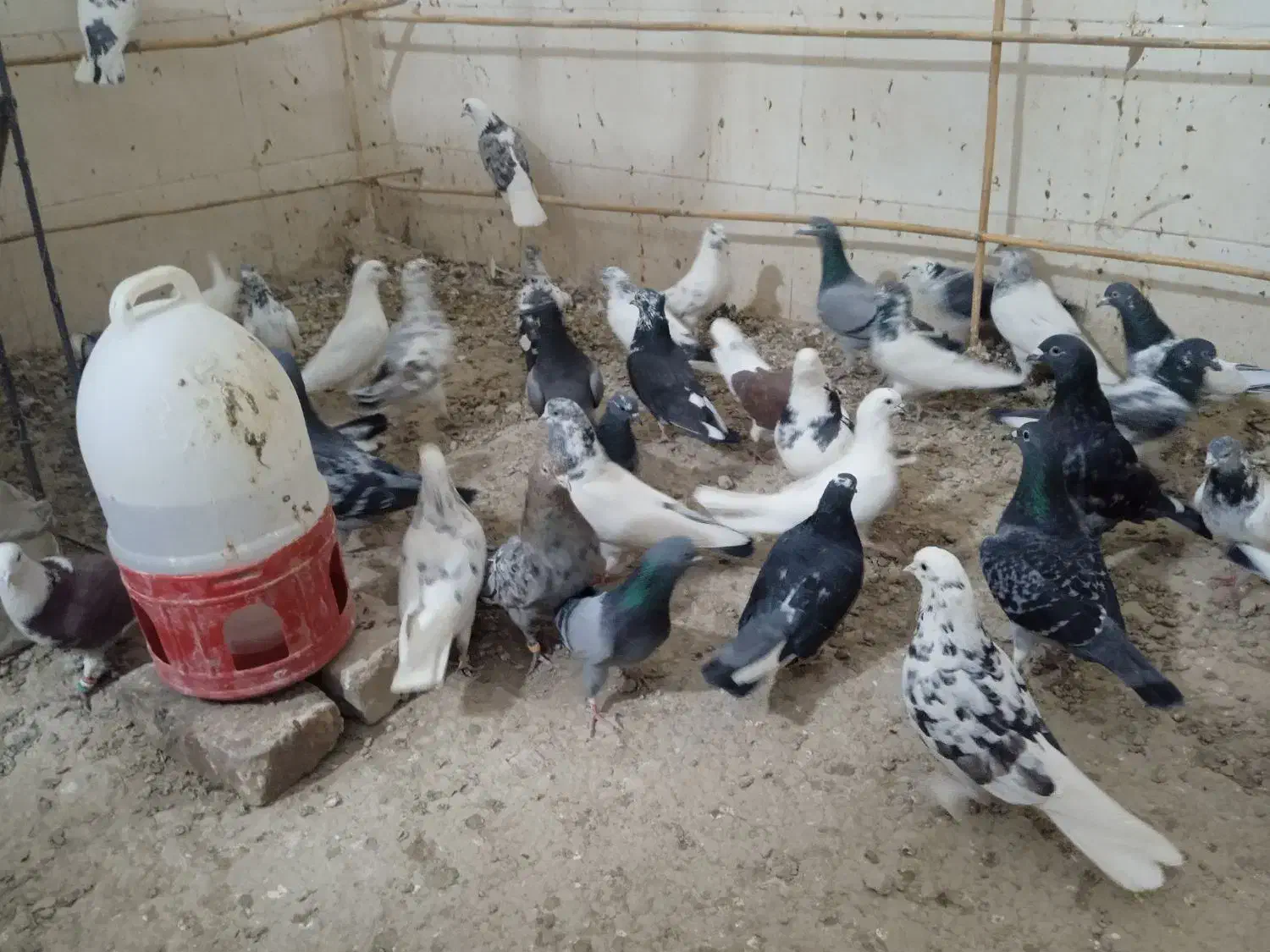 یه کوله کفتر پرشی|پرنده|نیمروز, |دیوار