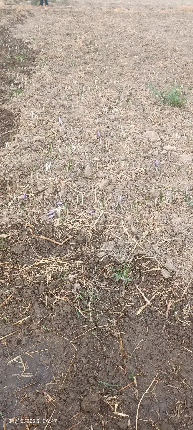 زمین بلوارتوس .زمین زعفران.|فروش زمین و ملک کلنگی|مشهد, شهید بصیر|دیوار